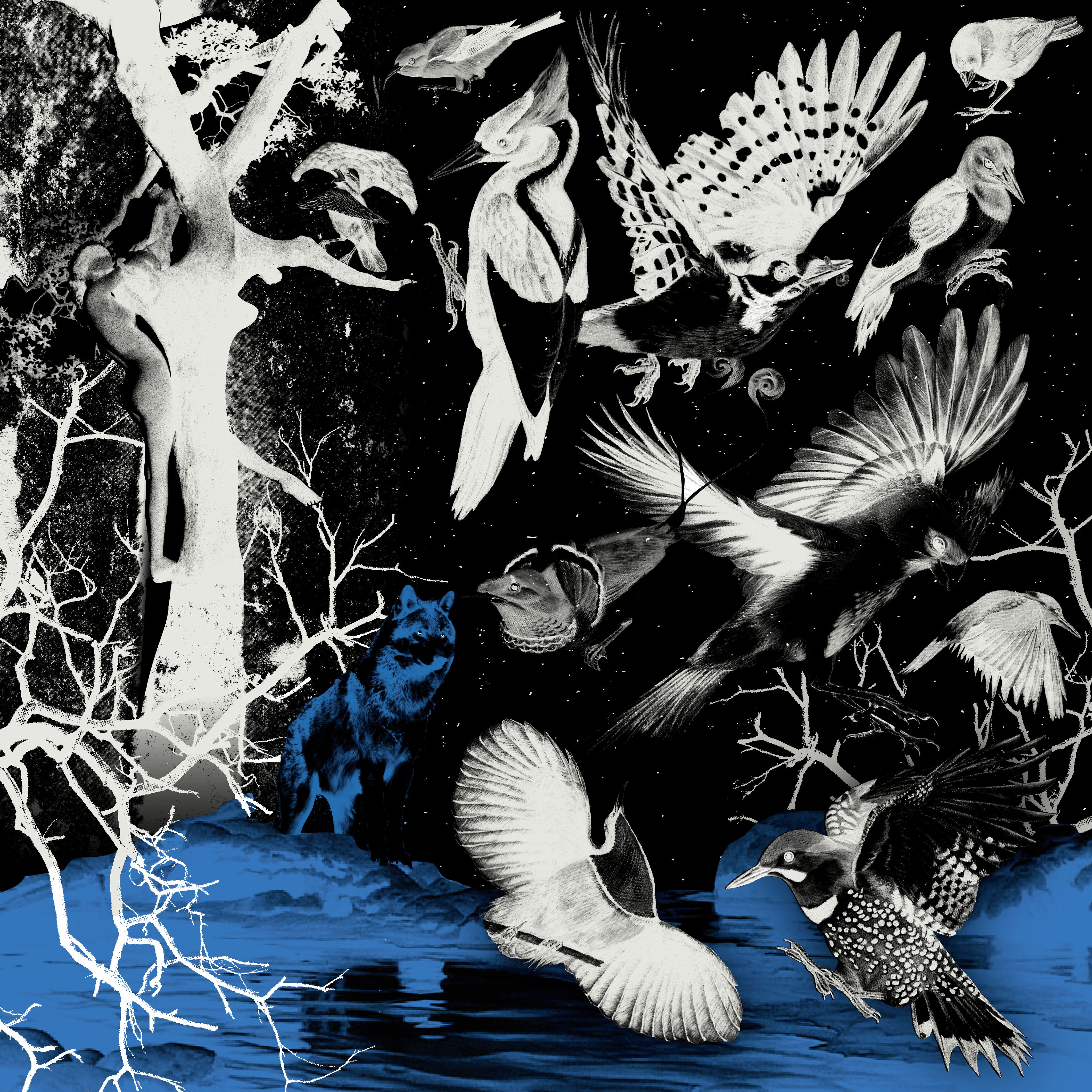 ANIMALES NOCTURNOS